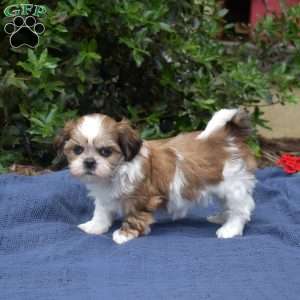 Cherry, Shih Tzu Puppy